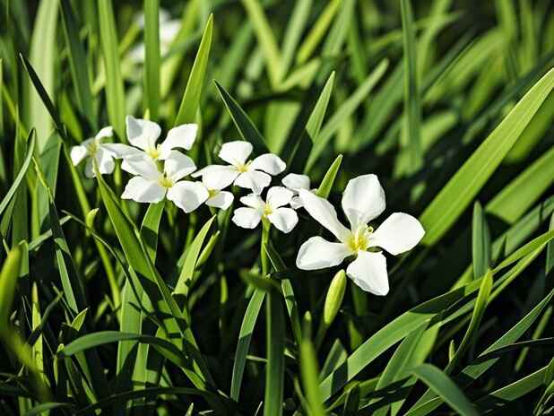 属鼠与属龙合婚的未来：这对组合会如何发展？
